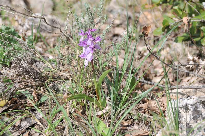 Orchis mascula subsp. ichnusae / Orchide di Sardegna